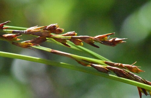 Machaerina gunnii observed 2025-01-21