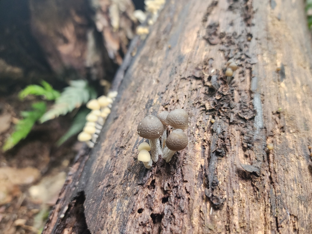 Favolaschia manipularis · January 2025 · photo: © rotceh_dnih (iNaturalist, cc-by)