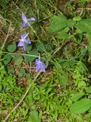 Delphinium bicolor