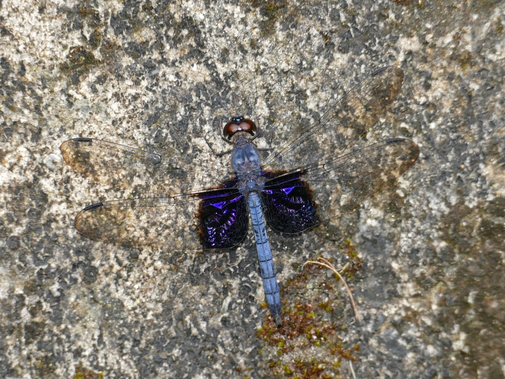 Tyriobapta torrida (Tyriobapta torrida)