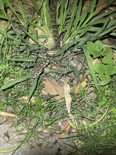 Coastal Carpet Python sighting