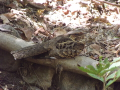Nyctidromus albicollis insularis