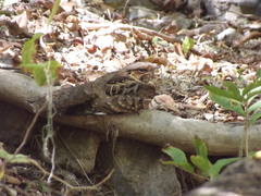Nyctidromus albicollis insularis