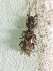 Stenhomalus taiwanus