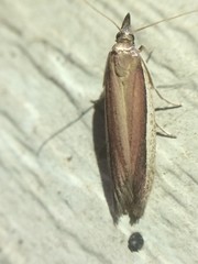 Tampa dimediatella