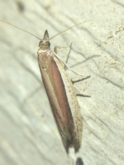 Tampa dimediatella