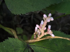 Cuscuta lupuliformis