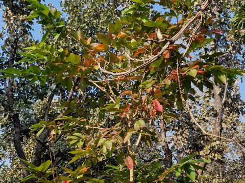 Foto de Resedá-flor-da-rainha