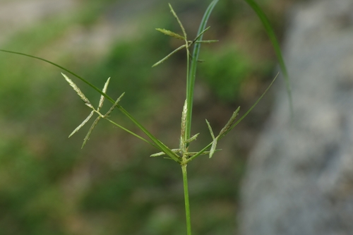 Cyperus zollingeri observed 2025-01-25
