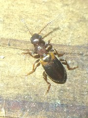 Omonadus floralis