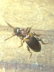 Omonadus floralis