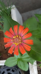 Asteraceae