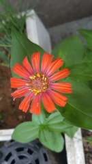 Asteraceae