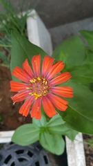 Asteraceae