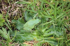 Hyla eximia
