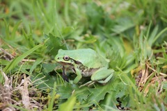 Hyla eximia