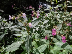 Impatiens glandulifera