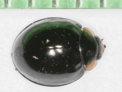 Parexochomus nigromaculatus