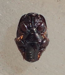 Saprininae