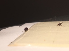 Gibbium aequinoctiale