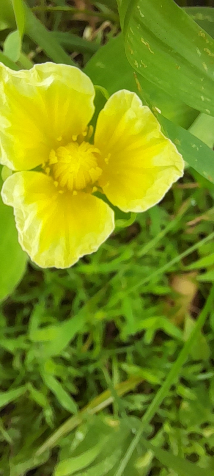 Imagem de Aguapé-banana