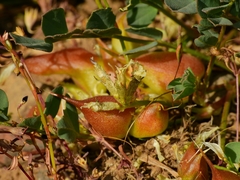 Astragalus lentiginosus chartaceus