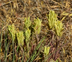 Castilleja pilosa pilosa