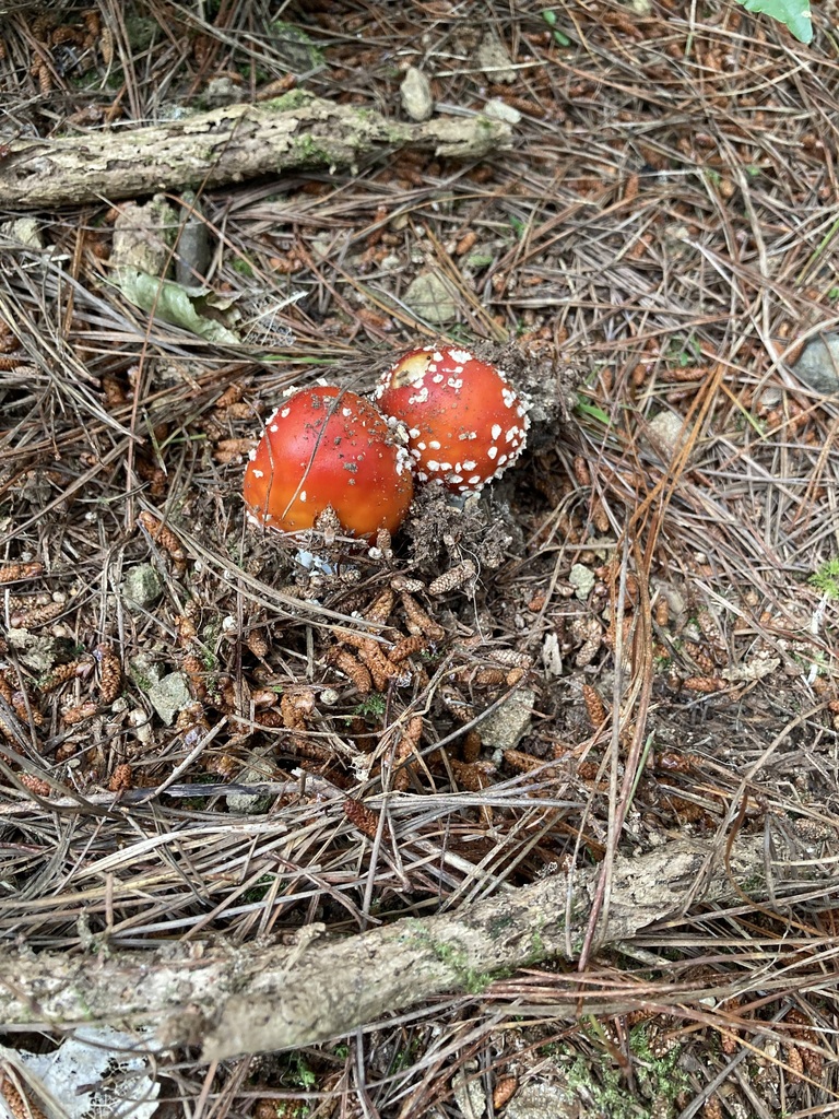 Amanita muscaria · January 2025 · photo: © berardom (iNaturalist, cc-by)