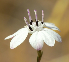Blepharipappus scaber