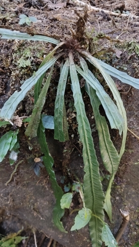 Asplenium griffithianum iNat (1)