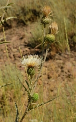 Cirsium inamoenum