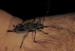 Acanthocinus nodosus