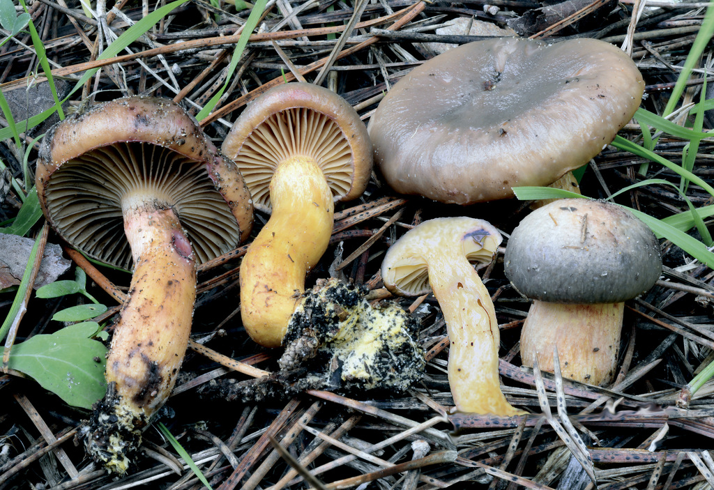 Chroogomphus mediterraneus