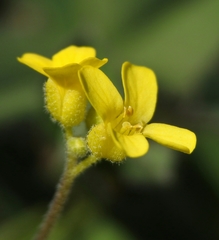 Draba cusickii cusickii