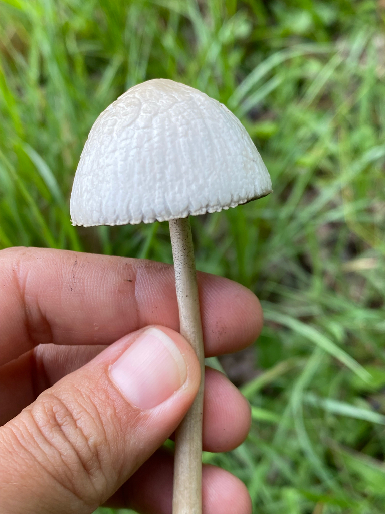 Panaeolus antillarum · January 2025 · photo: © tutitah (iNaturalist, cc0)