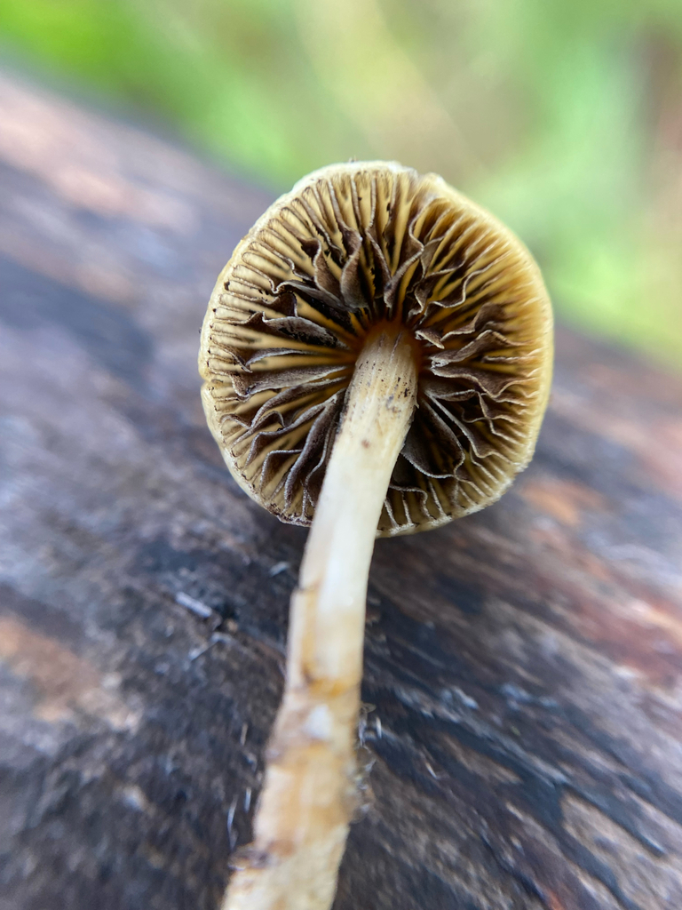Agrocybe pediades · January 2025 · photo: © tutitah (iNaturalist, cc0)