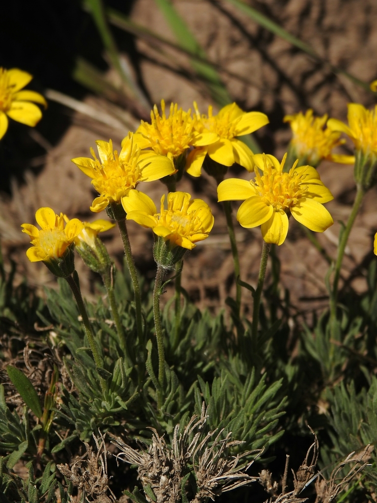 Narrowleaf Goldenweed