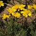 Narrowleaf Goldenweed - Photo (c) David Greenberger, some rights reserved (CC BY-NC-ND), uploaded by David Greenberger