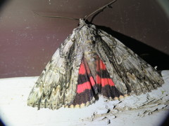 Catocala coccinata