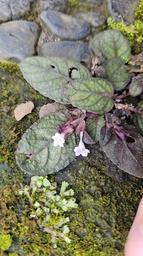 Image of Strobilanthes alternata by no rights reserved