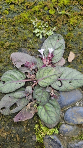 Image of Strobilanthes alternata by no rights reserved