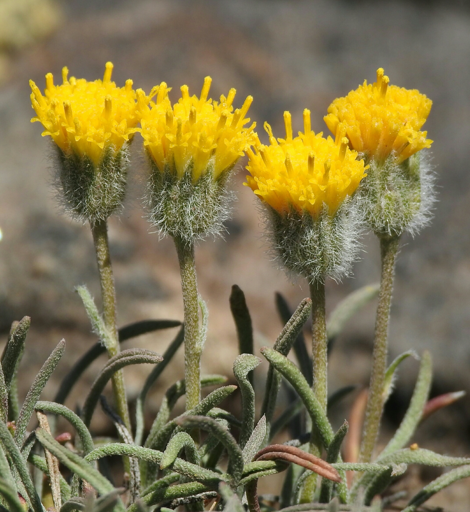 Erigeron bloomeri