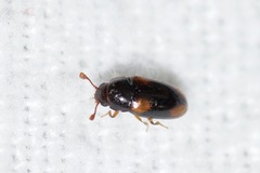 Dacne quadrimaculata