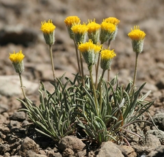 Erigeron bloomeri bloomeri