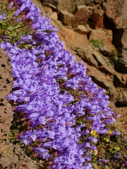 Penstemon davidsonii praeteritus