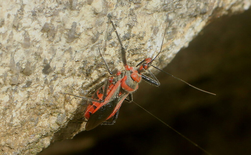 Rhynocoris fuscipes