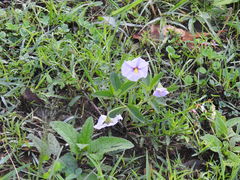 Lycianthes moziniana