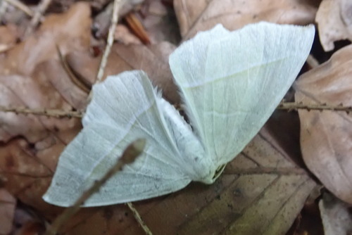 piadivka hrabová (Campaea margaritaria)