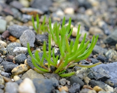Lilaeopsis occidentalis