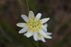 Passiflora mansoi